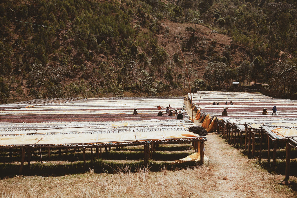 ALYA BOMBE - ETHIOPIA