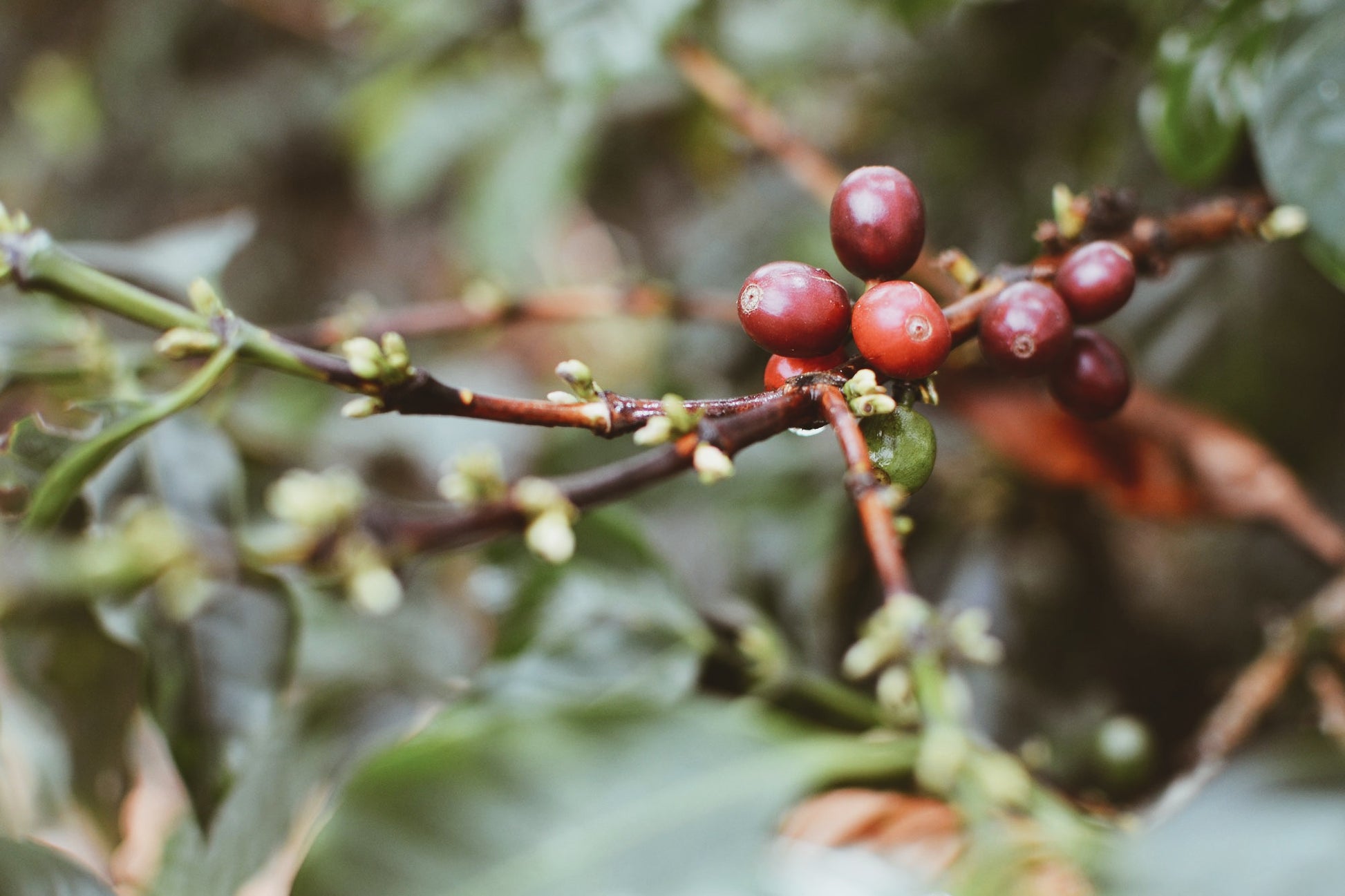 LA CUMBRE - COLOMBIA